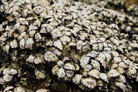Texture shell shellfish. Background shell mollusks on beach in closed shells 스톡 사진