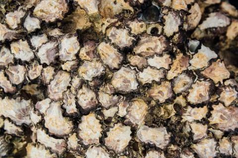 Texture shell shellfish. Background shell mollusks on beach in closed shells Photos