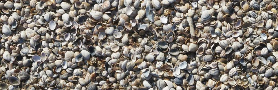 Texture of Shells banner Stock Photos
