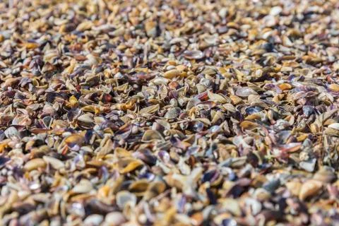 Texture of shells on the beach coast Stock Photos