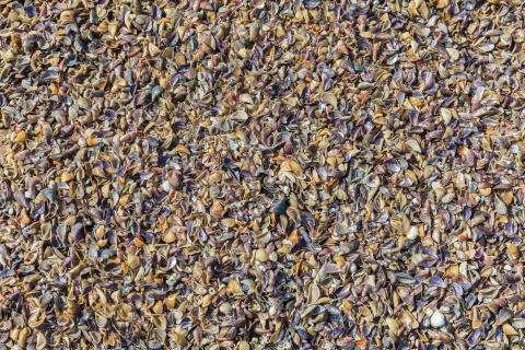 Texture of shells on the beach coast Stock Photos