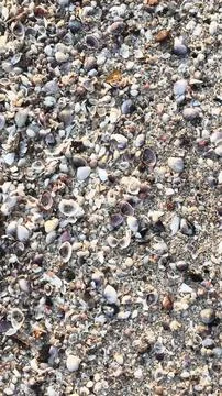 Texture of shells on the beach piled up on the beach soil Stock Photos