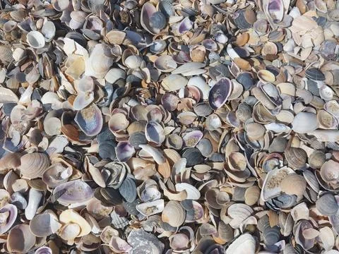 Texture of shells on the Black Sea Stock Photos