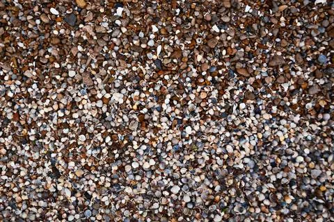 Texture, shells, stones, background, brown Foto stock