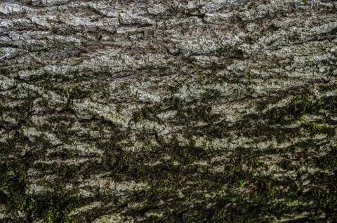 Texture shot of brown tree bark Stock Photos