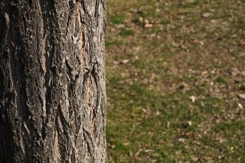 Texture shot of brown tree bark 스톡 사진