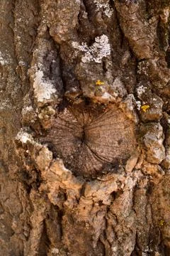 Texture shot of brown tree bark, filling the frame Stock Photos