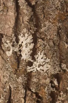 Texture shot of brown tree bark, filling the frame Stock Photos
