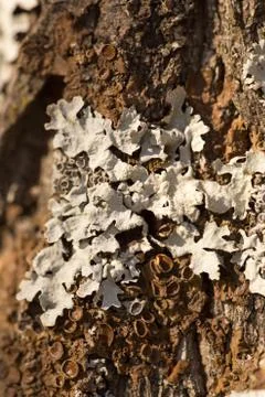 Texture shot of brown tree bark, filling the frame Stock Photos