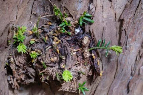 Texture shot of brown tree bark with green leafs in it, filling the frame Stock Photos