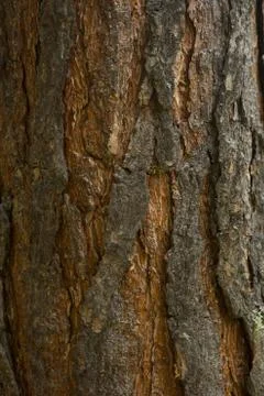 Texture shot of brown tree bark, filling the frame Stock Photos