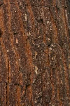 Texture shot of brown tree bark, filling the frame Stock Photos