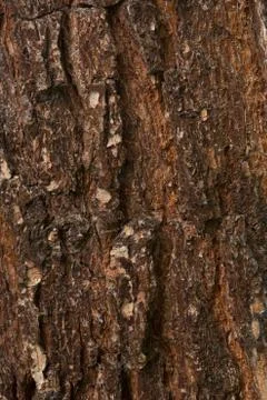 Texture shot of brown tree bark, filling the frame Stock Photos
