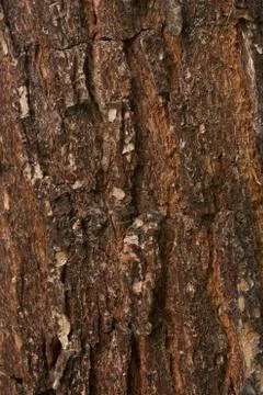 Texture shot of brown tree bark, filling the frame Stock Photos