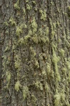 Texture shot of brown tree bark, filling the frame Stock Photos