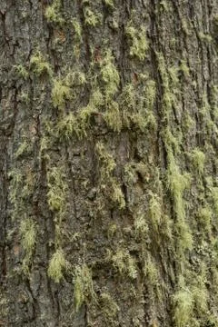 Texture shot of brown tree bark, filling the frame Foto stock