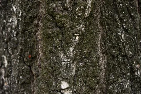 Texture shot of brown tree bark, filling the frame Stock-Fotos