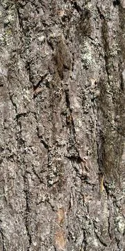 Texture shot of brown tree bark, filling the frame Stock Photos