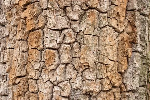 Texture shot of brown tree bark, filling the frame Stock-Fotos