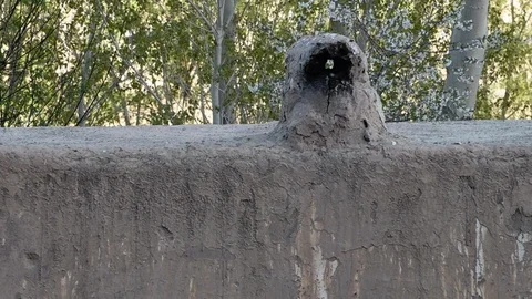 Texture shot of cement colored short wall with trees in the background. Video stock 106324016