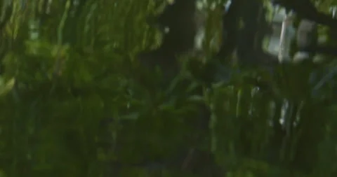 Texture shot of pond with palm tree reflections in water Stock Footage 330754427