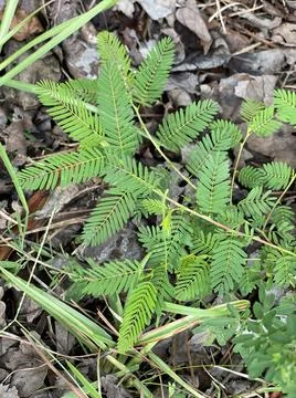 Texture Shot: Sensitive Pea Stock-Fotos