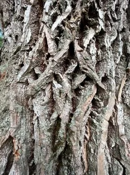 Texture Shot: Tree Bark Stock-Fotos