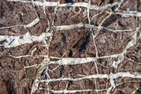 Texture of side stone with white streaks Stock Photos