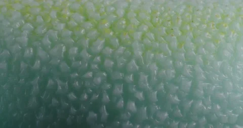 The texture of the silicone toy is close-up. Macro fragment under the skin of a Видео 166082408