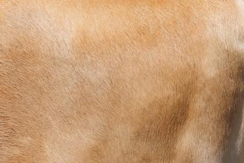 The texture of the skin and wool of a pig, horse, cow, sheep. Foto stock