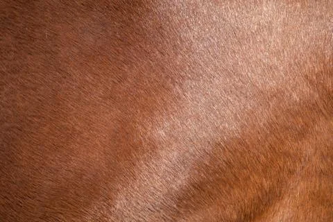 The texture of the skin and wool of a pig, horse, cow, sheep. Foto stock