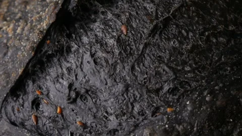 Texture skin of charcoal black bread. Stock Footage 310533905