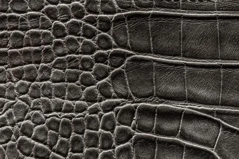 The texture of the skin is gray Stock Photos