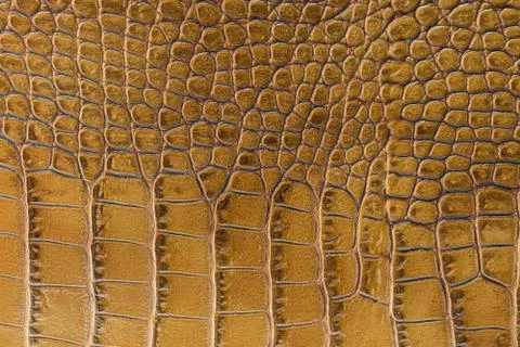 Texture of the skin yellow Stock Photos