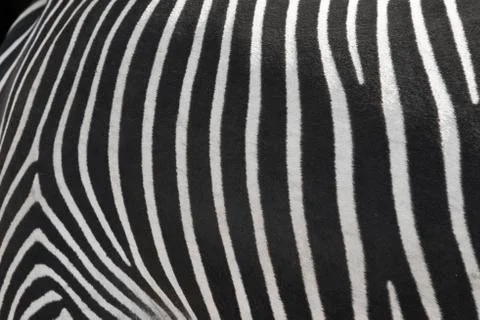Texture of the skin of a zebra. Stock Photos