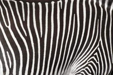 Texture of the skin of a zebra. Foto stock