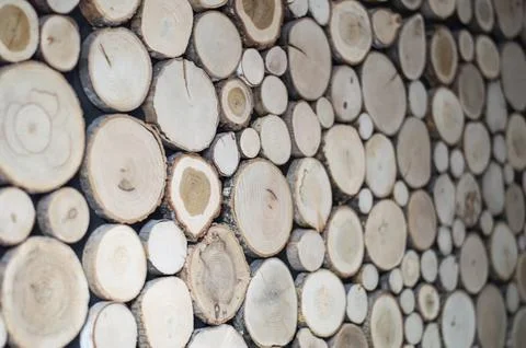 Texture of slices of sawn trees Stock Photos