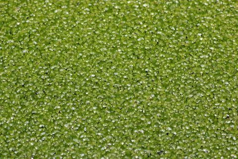 Texture of slime algae Stock Photos