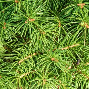 Texture of small branches of decorative garden spruce Stock Photos