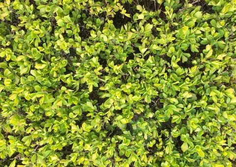 Texture of small dense leaves of fresh green shrubs in a continuous canvas of Stock Photos