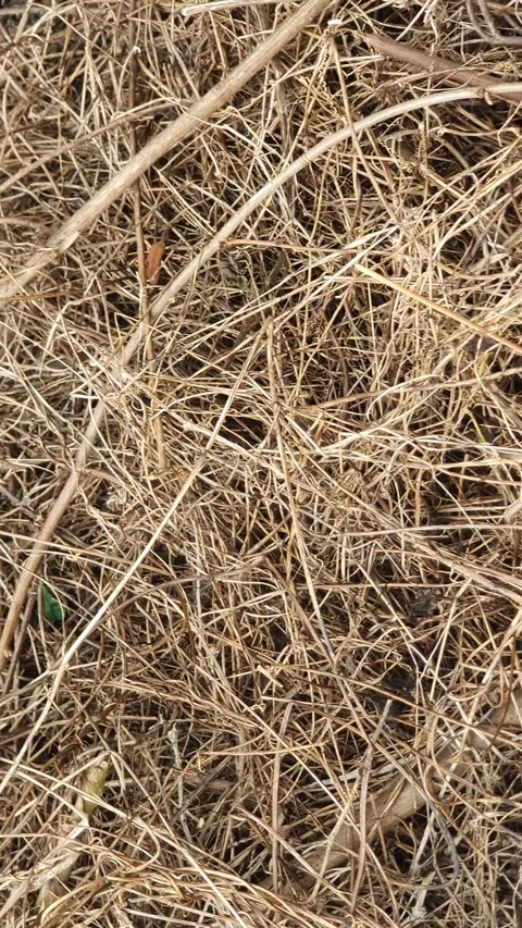 Texture of small dry twigs on the ground Video stock 300793941