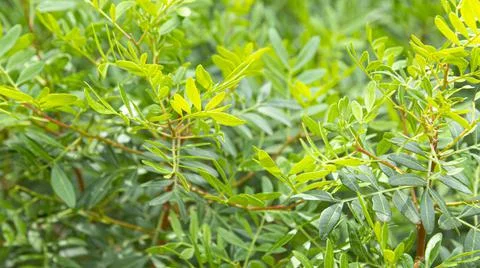 Texture of small leaves of green mastic bush Stock Photos