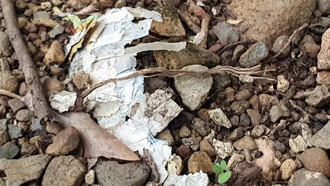 Texture of small rocks on the ground Stock Footage 300803464