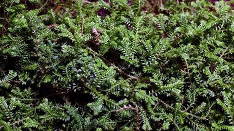 Texture of the small tropical plants Stock Photos