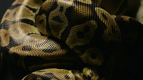 Texture of snakeskin in shadow Stock-Footage 88677140