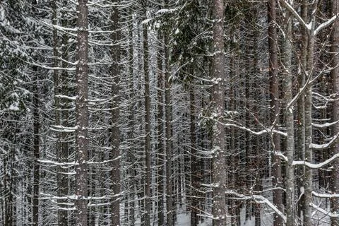 Texture of the snow-covered tree trunk 스톡 사진