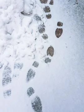 Texture of snow with footprints Stock Photos
