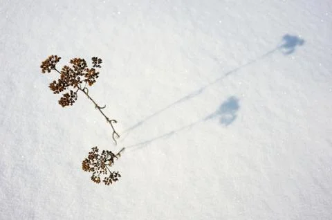 Texture of the snow Stock Photos