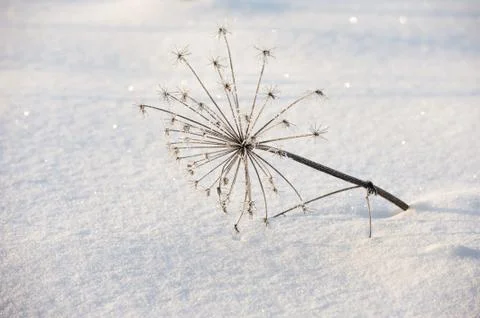 Texture of the snow Stock Photos