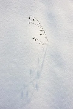 Texture of the snow Stock Photos